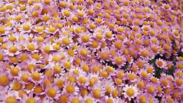 照相机在开着粉红色花朵的花坛上的运动 — 图库视频影像