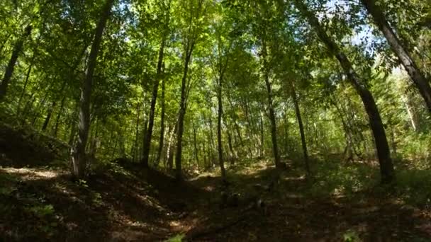 Telecamera Rallentatore Sentiero Forestale Tra Gli Alberi — Video Stock