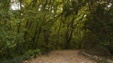Ağaçlar arasındaki orman yolunda yavaş çekim kamerası