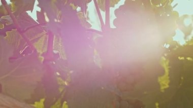 Üzüm yapraklarının arasından içeri giren güneş ışınları. Sarmaşık boyunca hareket eden kamera