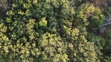 Parlak güneşli bir günde kuşbakışı yeşil çam ağaçları. İHA ateşi 4K