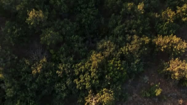 Зеленый Лесной Воздушный Вид Ясный Солнечный День Стрельба Дронами — стоковое видео