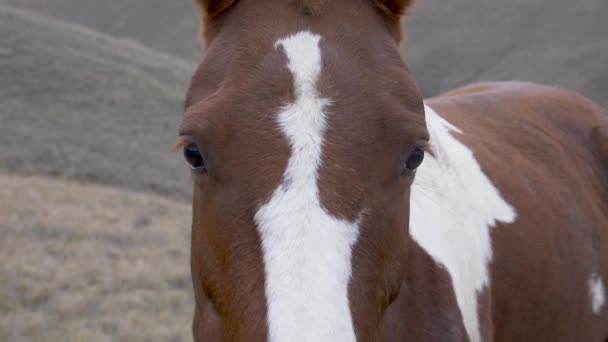 Slow Motion Close Brown Horse Standing Still Restling Pastling Some — Stock video