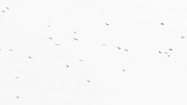 Kuşlar beyaz arka planda uçar