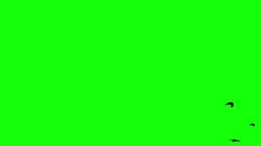 Yeşil ekrandaki kuşlar 255 Renkli