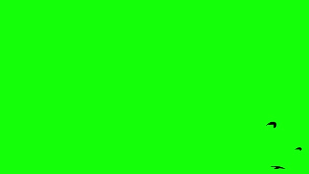 Pájaros Pantalla Verde 255 Color — Vídeo de stock