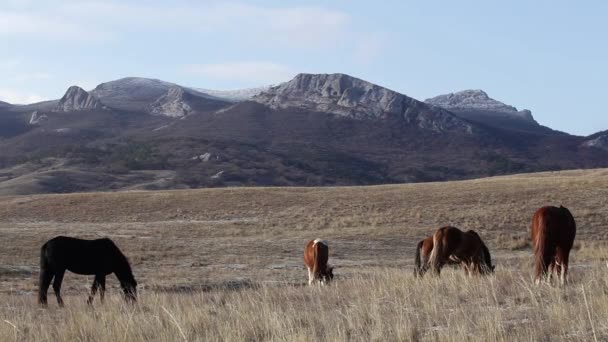 牧草地での馬の雌馬 — ストック動画