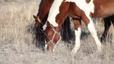 Evcil atlar tarlada ot yer. Kafaları yakından inceleyin.
