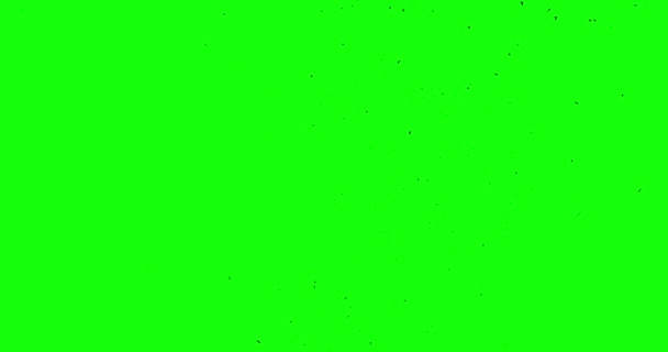 クロマキー鳥カラスの群れで空アルファチャンネルボトムビュー — ストック動画
