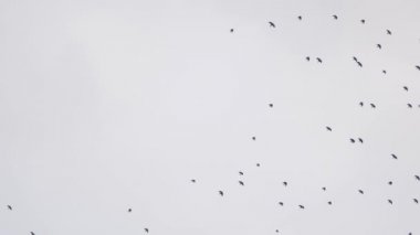 Kargalar gökyüzünde nesne gibi daireler çiziyor