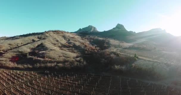 山と前衛のフィールド上のドローンの空中飛行ビデオで強い風の太陽光線から振る — ストック動画