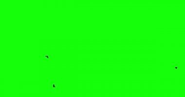 Siyah kuş yeşil ekran arkaplan alttaki kanal görünümünde uçar