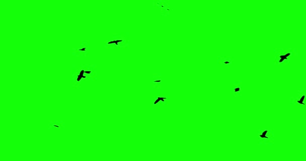 Chroma Oiseaux Clés Corbeau Flok Dans Skyes Alpha Canal Vue — Video