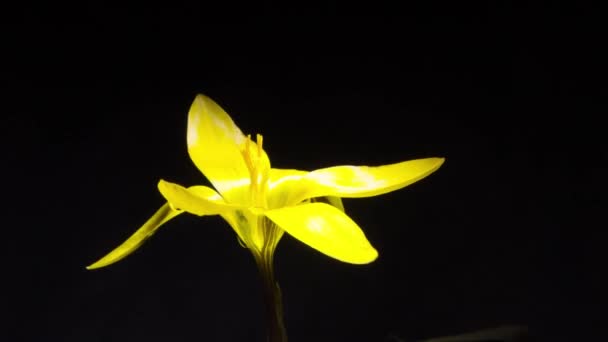Caida Nieve Azafrán Azafrán Galanthus Flor Lapso Tiempo — Vídeos de Stock