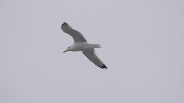 Flying Seagull Isolated White Background — Stock Video