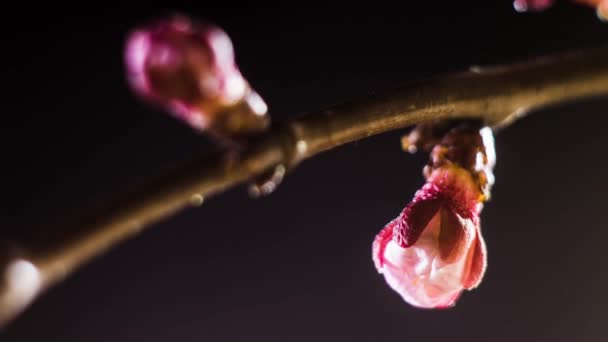 Vårblommor Öppnas Vackra Vårträd Blommar Öppen Timelapse Extrem Närbild Tiden — Stockvideo