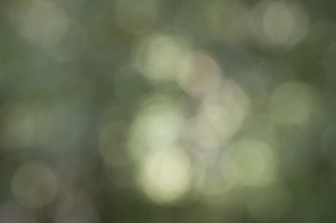 Ağaçlar arka plan ile odak ışık yeşil Bokeh Out