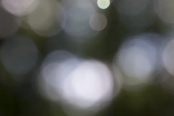 Forest Bokeh Out of Focus Sunlight through Trees Background