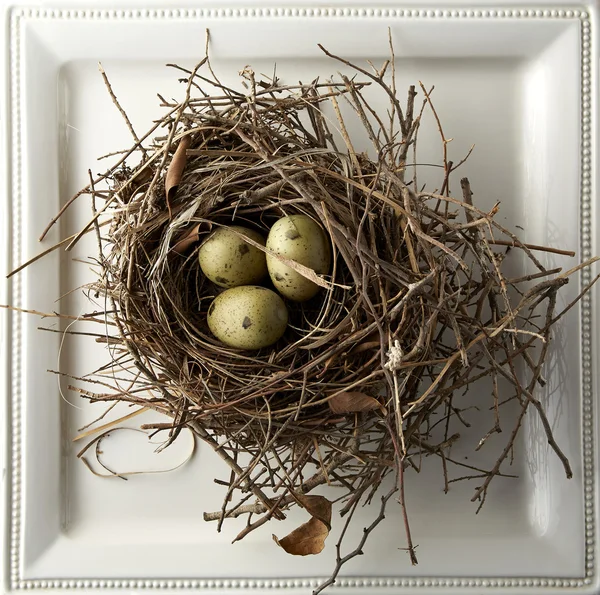 Œufs dans le nid — Photo