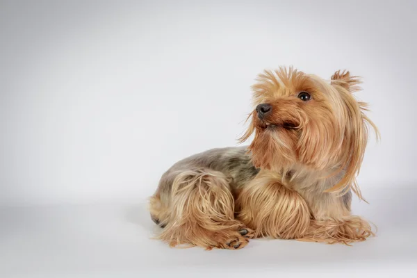 Yorkshire terrier — Fotografia de Stock