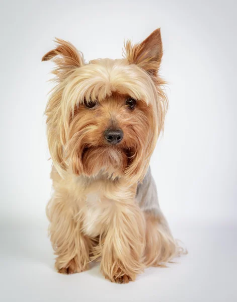 Yorkshire terrier — Stockfoto