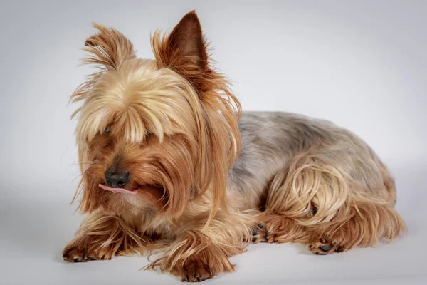 Yorkshire terrier — Stockfoto