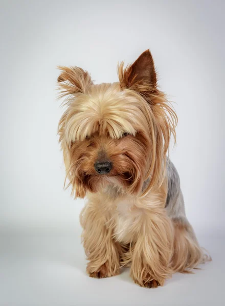 Yorkshire terrier — Stockfoto