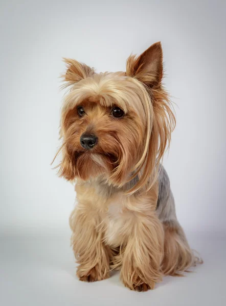 Yorkshire terrier — Foto de Stock