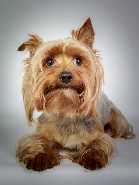 Yorkshire terrier — Fotografia de Stock