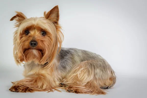 Yorkshire terrier — Stockfoto