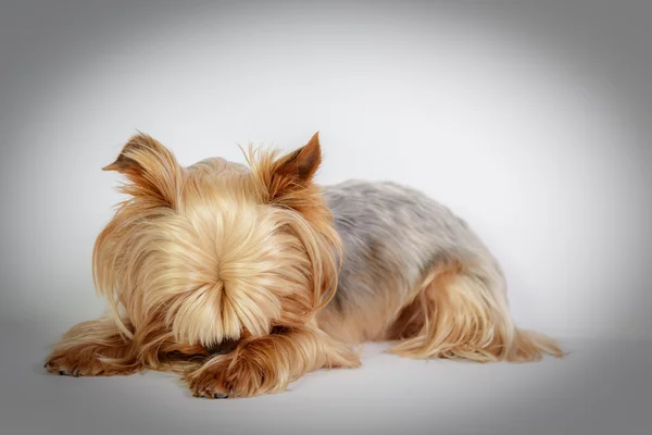 Yorkshire terrier — Stockfoto