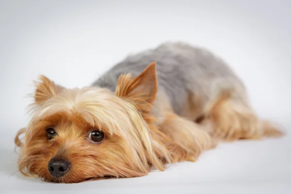 Yorkshire terrier — Fotografia de Stock