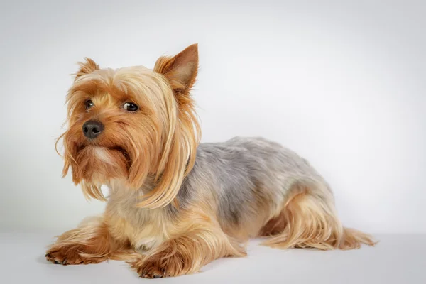 Yorkshire terrier — Stockfoto