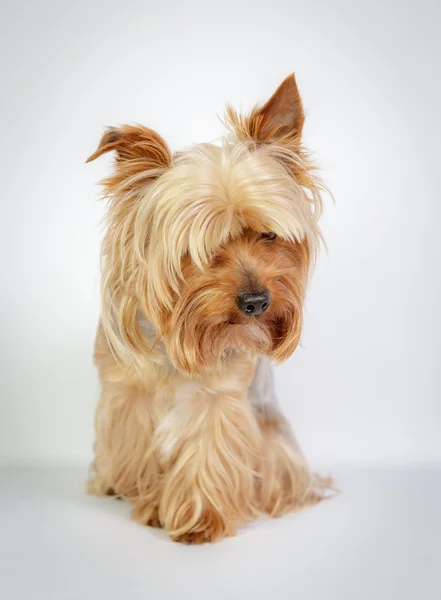 Yorkshire terrier — Fotografia de Stock