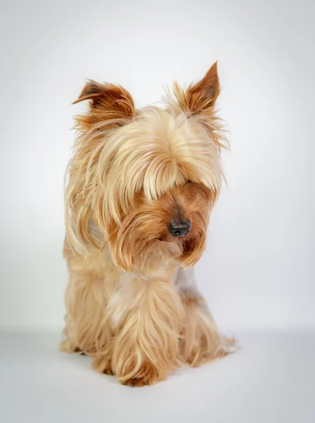 Yorkshire terrier — Foto de Stock