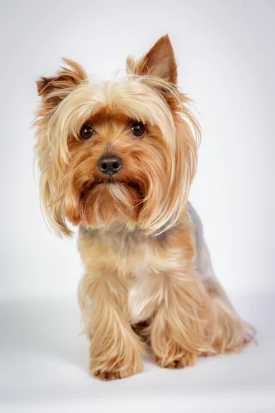 Yorkshire terrier — Foto de Stock