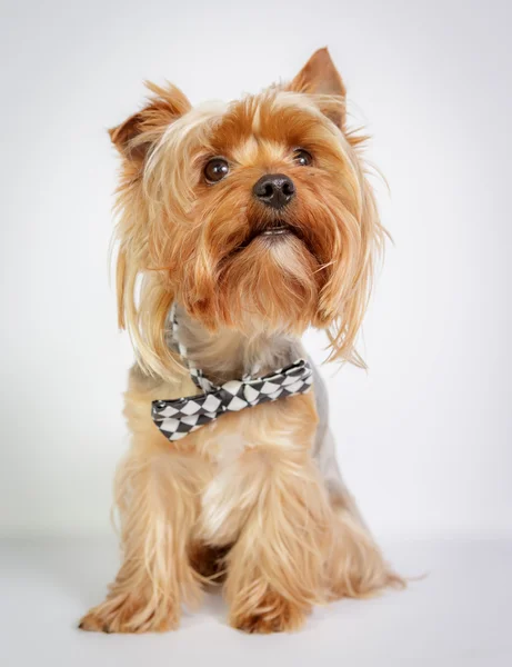 Yorkshire terrier — Fotografia de Stock