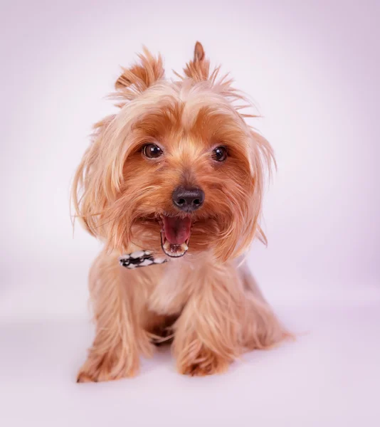 Yorkshire terrier — Fotografia de Stock