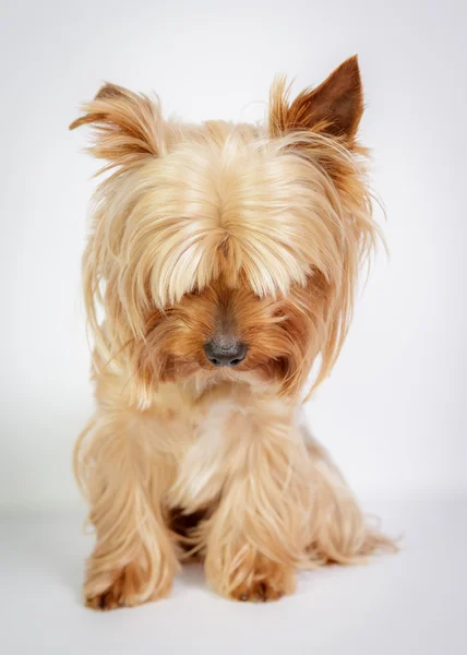 Yorkshire terrier — Fotografia de Stock