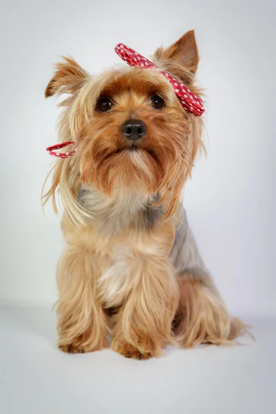 Yorkshire terrier — Fotografia de Stock