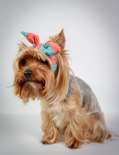 Yorkshire terrier — Foto de Stock