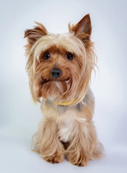 Yorkshire terrier — Foto de Stock