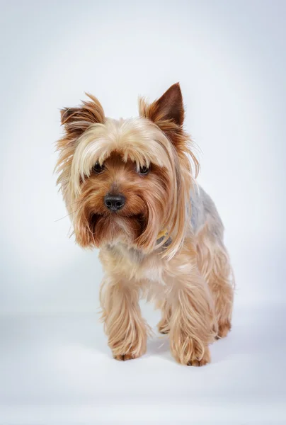 Yorkshire terrier — Fotografia de Stock