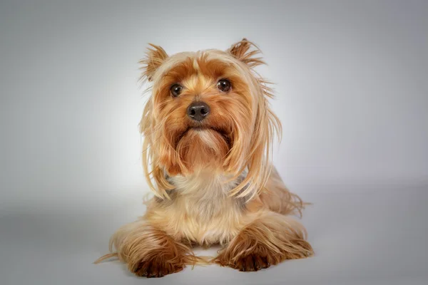 Yorkshire terrier — Stockfoto