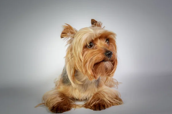 Yorkshire terrier — Stockfoto