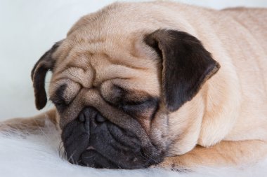 komik pug