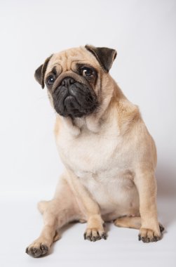 komik pug