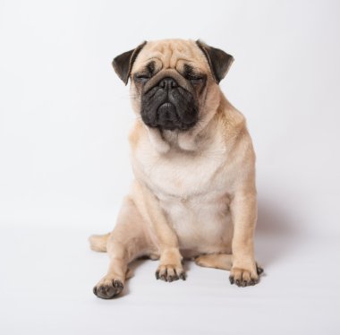 komik pug
