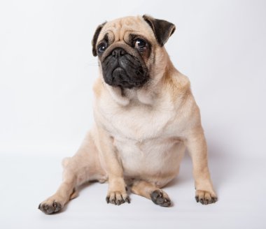 komik pug
