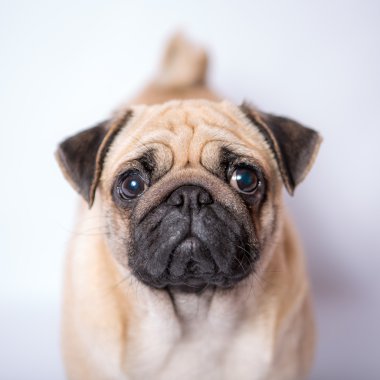 komik pug
